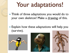 Skeletal adaptations